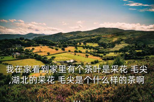 毛尖王,蔡華毛尖是什么?