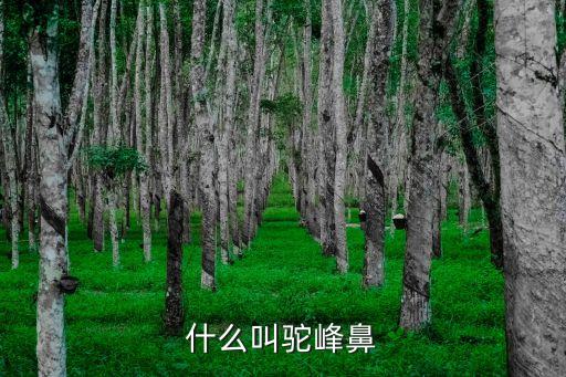 駝峰鼻子，什么叫駝峰鼻
