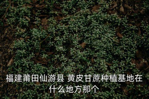黃皮果蔗,江門市供應(yīng)優(yōu)質(zhì)黃皮甘蔗每年11月供應(yīng)超過一噸