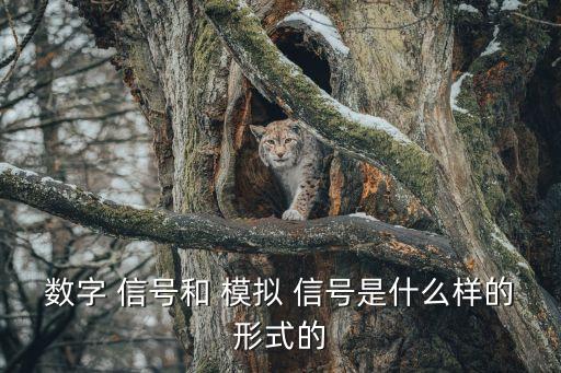數字 信號和 模擬 信號是什么樣的形式的