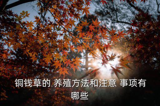 銅錢草的養(yǎng)殖方法和注意事項