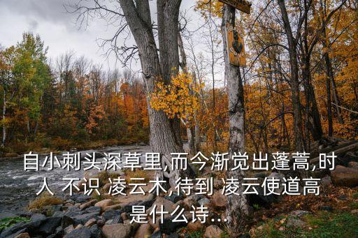 時人不識凌云木,大宋凌云與小松的對比