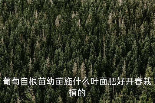 葡萄自根苗幼苗施什么葉面肥好開春栽植的