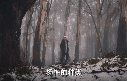 青楊梅,梅花泡酒哪個好?中國已知有50余種楊梅
