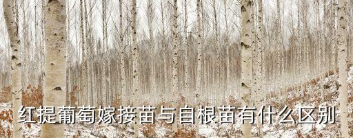 紅提葡萄嫁接苗與自根苗有什么區別