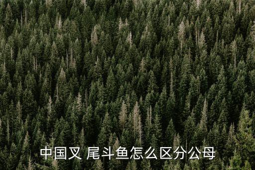 叉尾斗魚,叉子尾斗魚區分雌雄方法:看尾部顏色