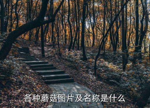 各種圖片,三大名菇之一:金針菇是我國名貴食用菌