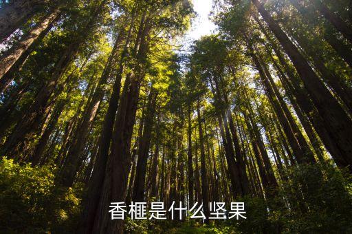 香榧,中國(guó)浙江紹興千畝香被列為世界最大觀光樹