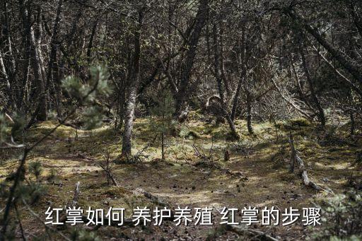 紅掌的養護方法,紅掌養護注意事項