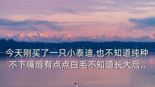 今天剛買了一只小泰迪,也不知道純種不下嘴唇有點點白毛不知道長大后...