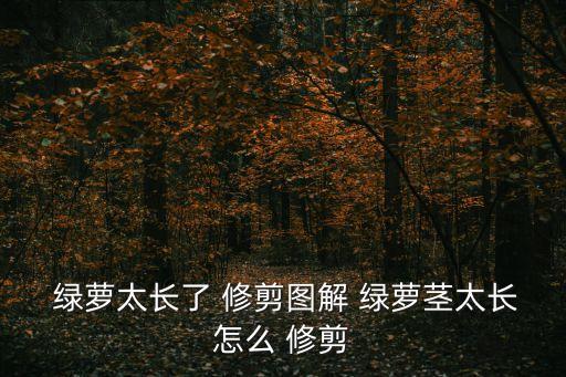 綠蘿怎么修剪,春夏兩季修剪無(wú)棕色柱綠蘿促進(jìn)新枝萌發(fā)