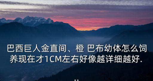 巴西巨人金直間、橙 巴布幼體怎么飼養(yǎng)現(xiàn)在才1CM左右好像越詳細(xì)越好...