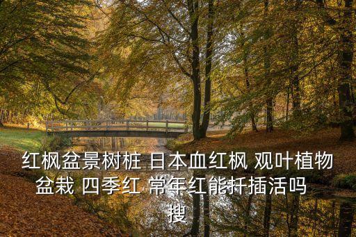 日本紅楓，求教高手日本紅楓是什么屬哪個科那個目的植物與中國的什么樹種