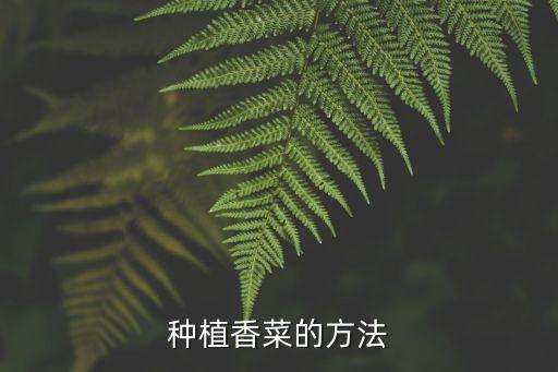 香菜種植方法，如何種植香菜