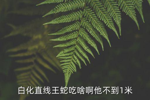 白化王蛇，白直線王蛇的市場(chǎng)價(jià)格是多少