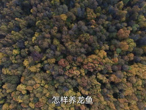 龍魚(yú)的養(yǎng)殖方法，龍魚(yú)飼養(yǎng)方法