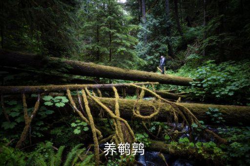 養鵪鶉血本無歸，鵪鶉養殖的前景如何