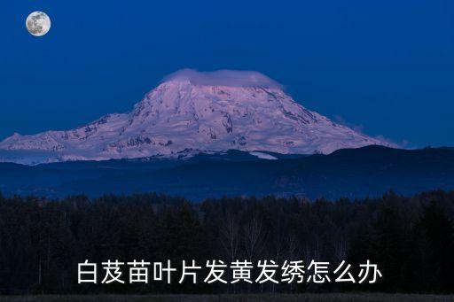 白芨苗,白的種苗知多少?
