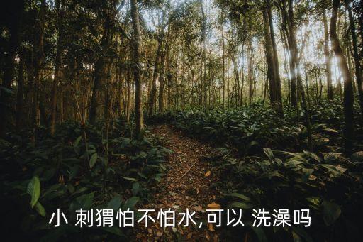 刺猬洗澡,刺猬喜歡在農村邊緣筑巢很好洗