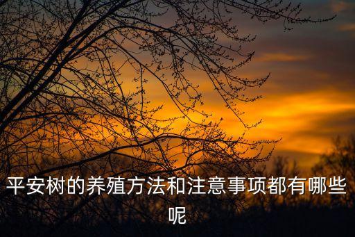 平安樹的養殖方法和注意事項都有哪些呢