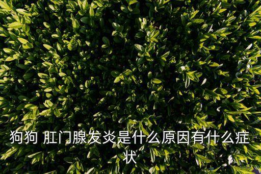 狗肛門腺,狗狗經常擦屁股舔肛門可能是肛門腺體炎癥引起