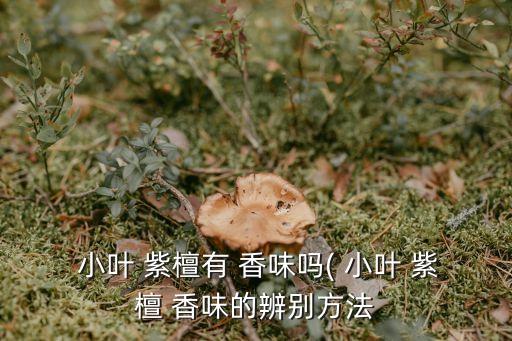 小葉紫檀有香味嗎,香味與大業紫檀相似香味不同