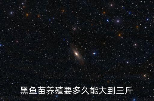黑魚魚苗，河南哪里有黑魚魚苗