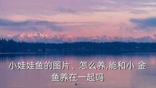 小娃娃魚的圖片、怎么養,能和小 金魚養在一起嗎