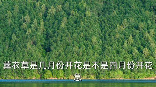 薰衣草幾月開花，薰衣草幾月開花啊