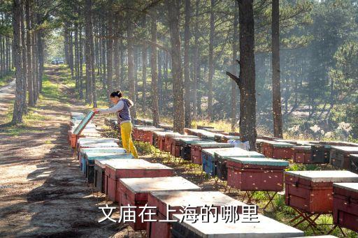 上海市文廟歷史，文廟在上海的哪里