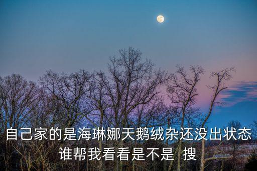 海琳娜多肉，多肉海琳娜小苗怎么養(yǎng)有05厘米根已經(jīng)腐了還能在發(fā)根嗎  問