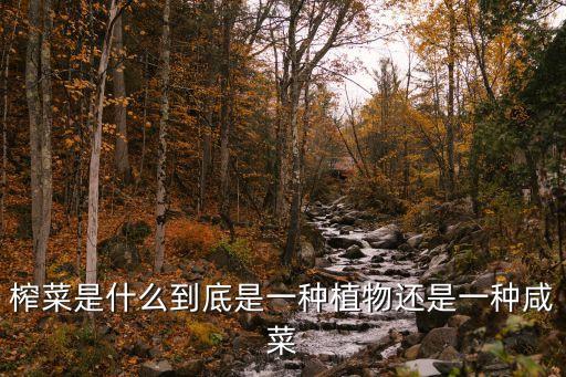 榨菜是什么到底是一種植物還是一種咸菜