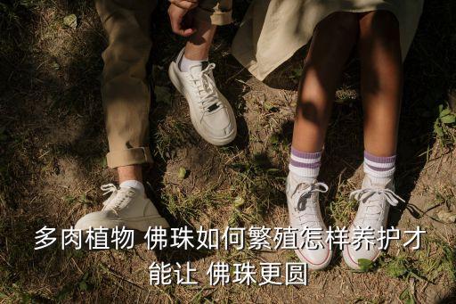 佛珠多肉,三個(gè)問(wèn)題須解答!千里光千層浪一文看懂