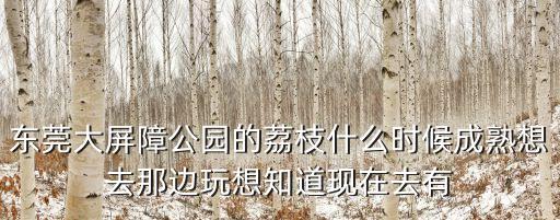東莞大屏障公園的荔枝什么時候成熟想去那邊玩想知道現在去有