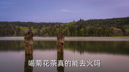 喝菊花茶真的能去火嗎