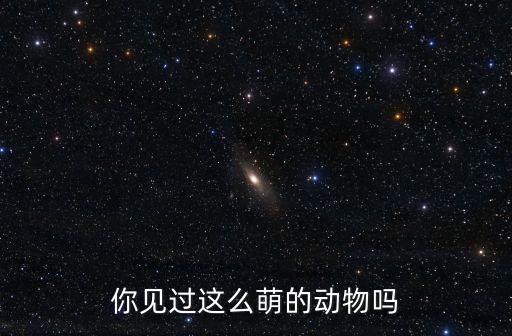 你見過這么萌的動物嗎