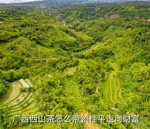  廣西西山茶怎么帶領(lǐng)桂平走向財(cái)富