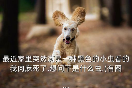 紅松圖片,晨光|紙上風云:全球最萌寵物松鼠家族登場
