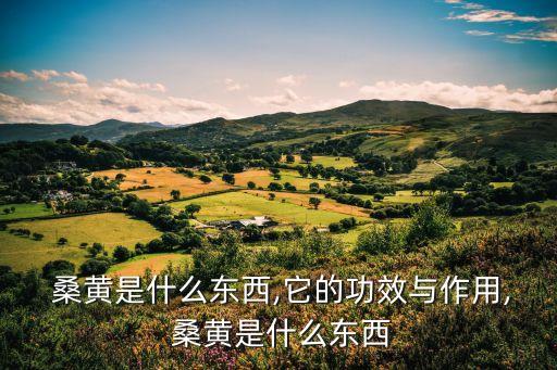 什么是桑黃,韓國每公斤桑葚價格高達(dá)2300美元