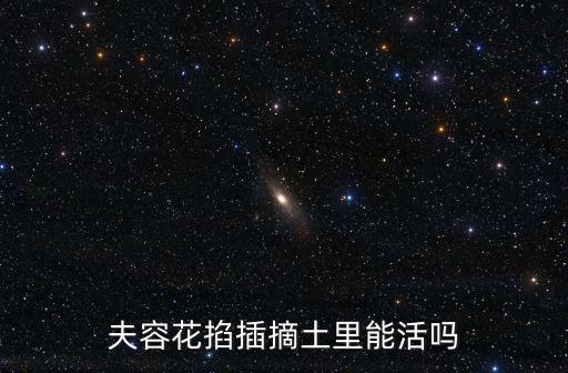 夫容花掐插摘土里能活嗎