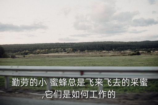 勤勞的小蜜蜂,蜂蜜是否是排泄物?答案是否認?