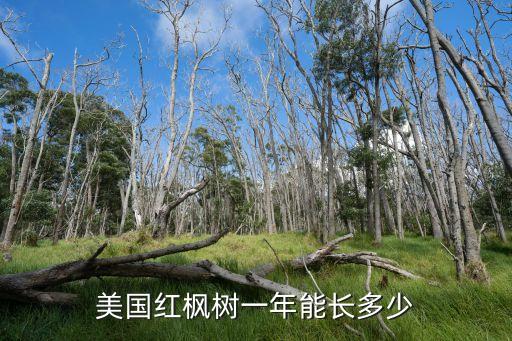 美國紅楓樹一年能長多少