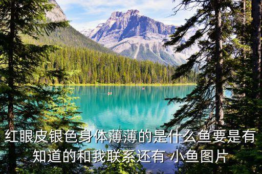 紅眼皮銀色身體薄薄的是什么魚要是有知道的和我聯系還有 小魚圖片