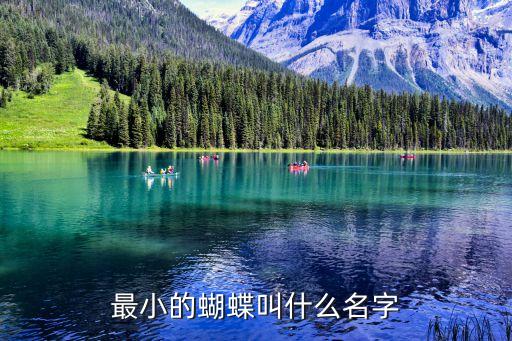 小灰蝶,識別小灰蝶!福建福州每年發生三代最小蝴蝶是16mm