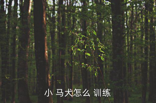 馬犬怎么訓練,訓練一般是誘導的在游戲過程中培養馬犬服從性