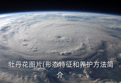  牡丹花圖片(形態特征和養護方法簡介