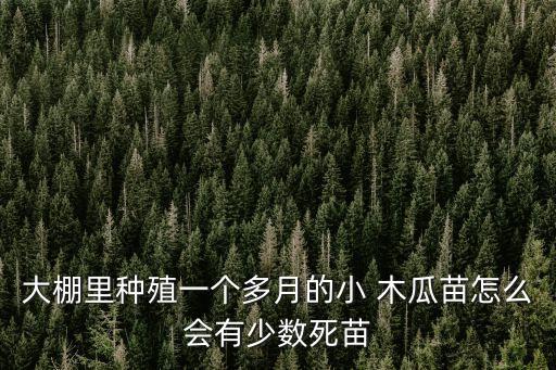 大棚里種殖一個多月的小 木瓜苗怎么會有少數死苗