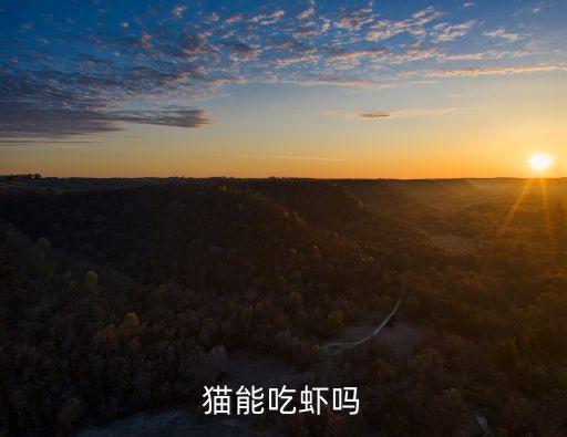 貓咪可以吃蝦肉嗎，小貓能吃蝦子嗎謝謝了大神幫忙啊