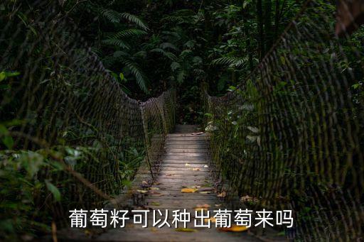 葡萄籽可以種出葡萄來嗎