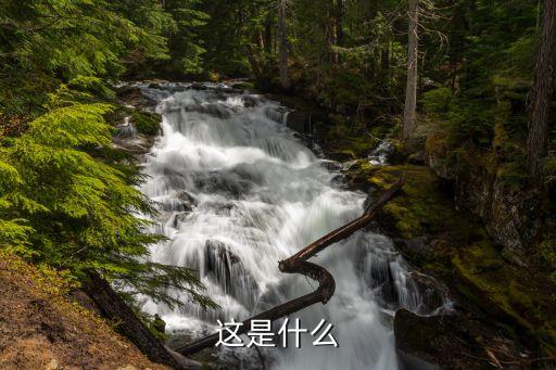 垂柳圖片,掛鉤柳:柳樹(shù)枝柔軟下垂喜光照和濕潤(rùn)土壤